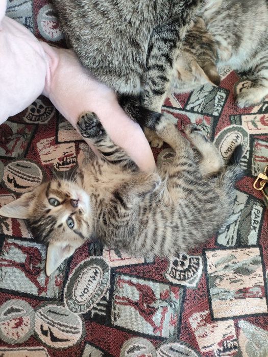 Отдам в хорошие руки