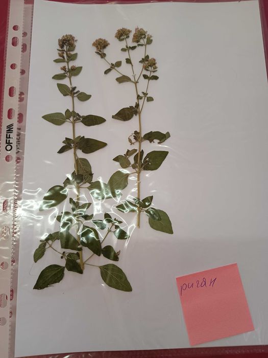 Хербарий ( за студенти и ученици)