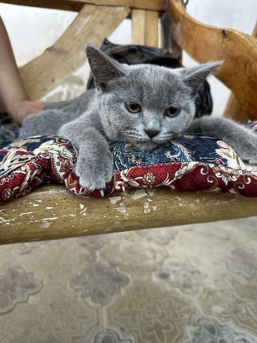 Прадется киса 450