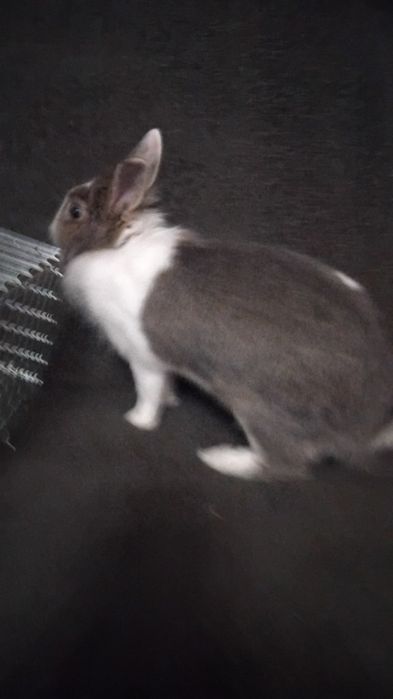 ПОДАРЯВАМ зайка на 9 месеца