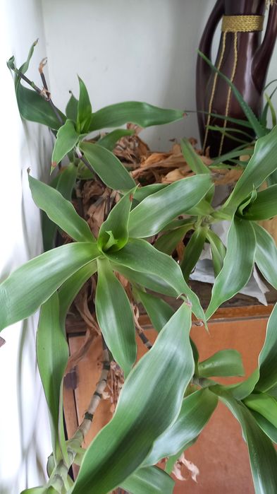 Золотой ус лечебный