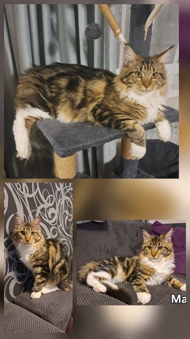 Котята Мейн-кун.