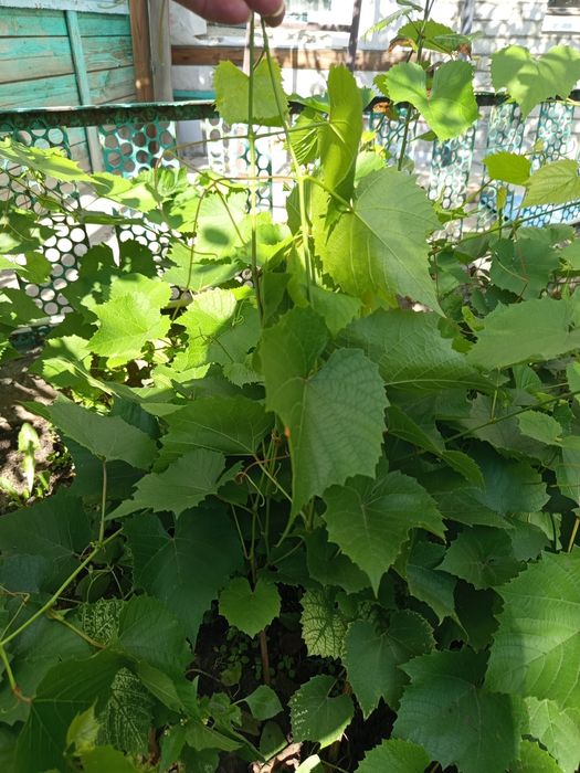Виноград . Продам.Центр Гоголя.
