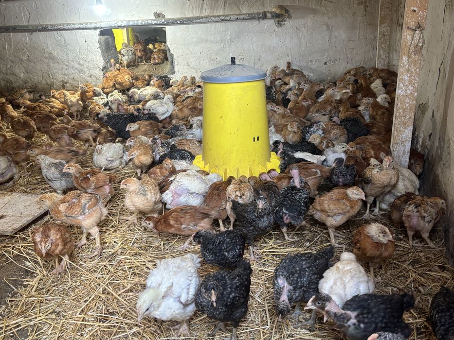 Pui de gaina de vanzare