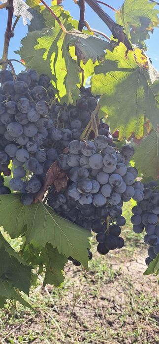 Struguri de vin !!!Plavaie si muscat hamburg