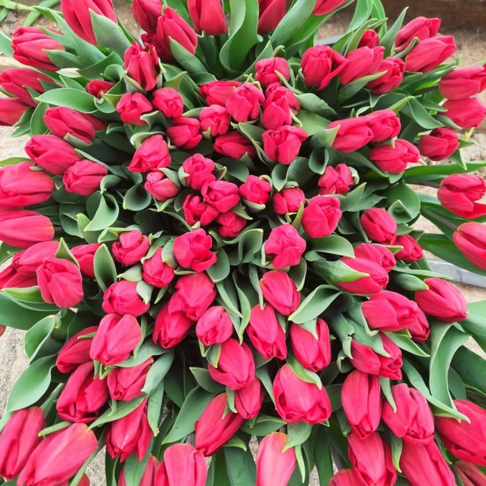 Тюльпаны оптом