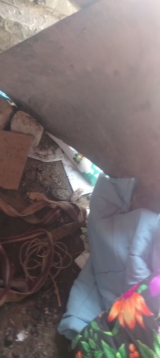 4 дона пулиук лапкалари камилек