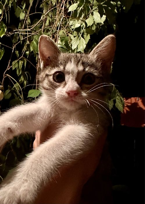 Котята ищут новый дом и любящих хозяев. 1,5 месяца две кошечки.