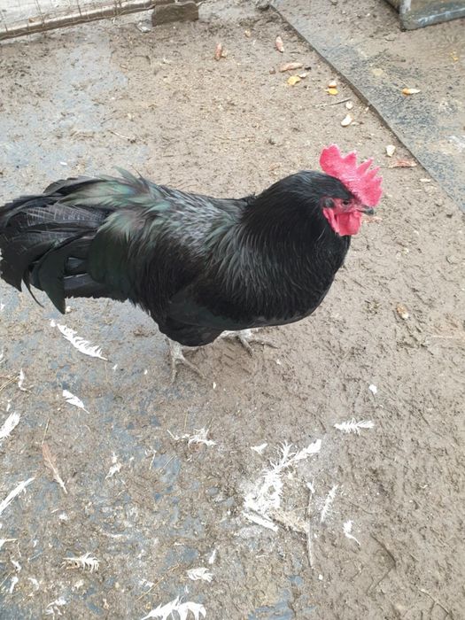 Vând găini de rasă