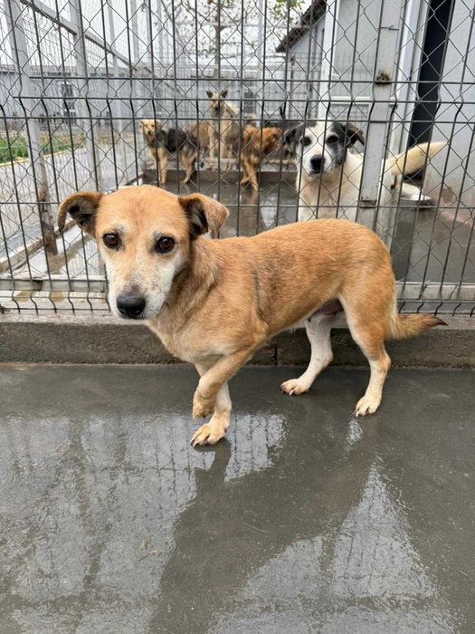 Adopta un caine - un sufletel isi cauta stapan!