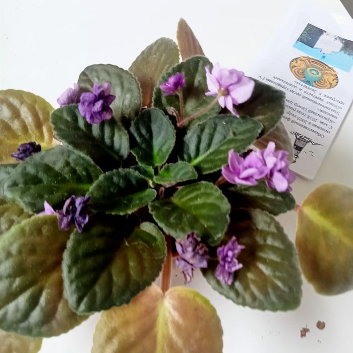 Продам комнатные растения