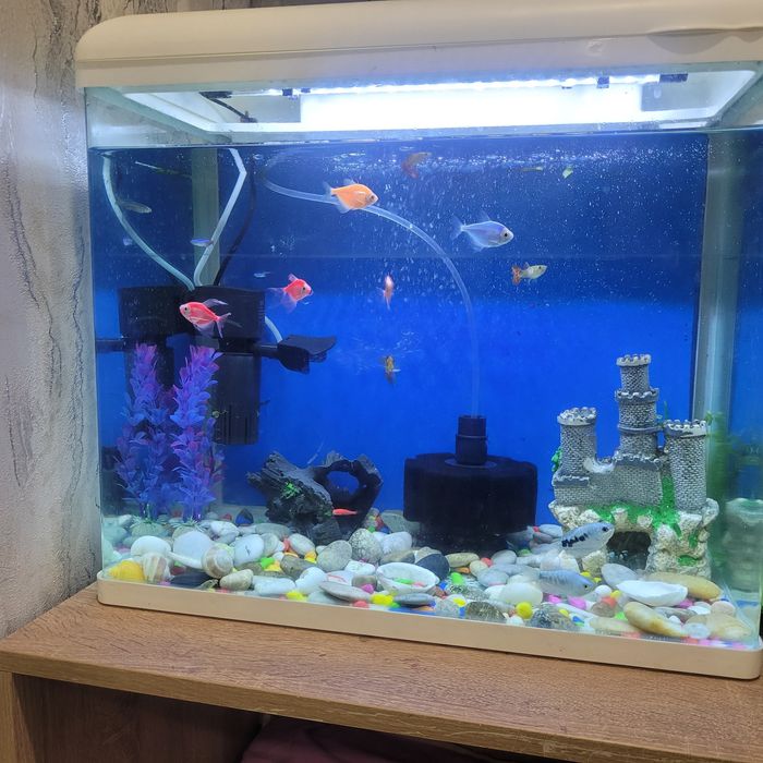 Аквариум с рыбками!