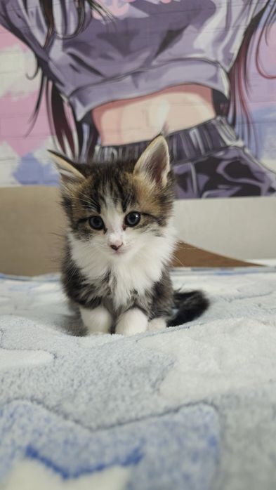 Котята ищут семью