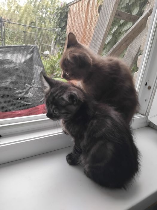 Продам шотландских котят