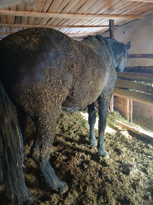 Айғыр сатам 3жас крупный  красавчик