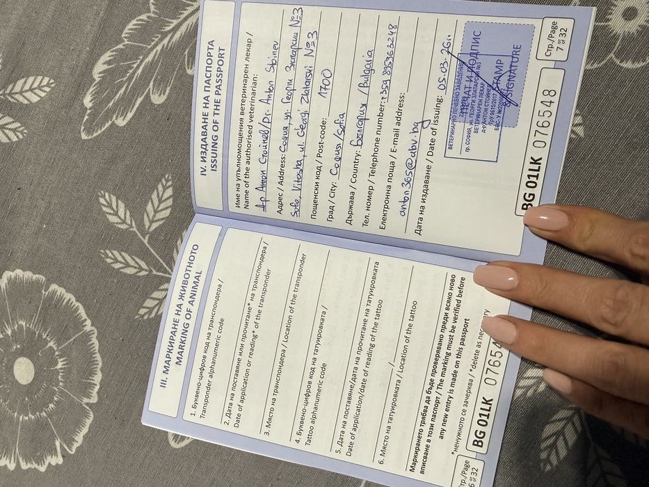 Померан/немски шпиц