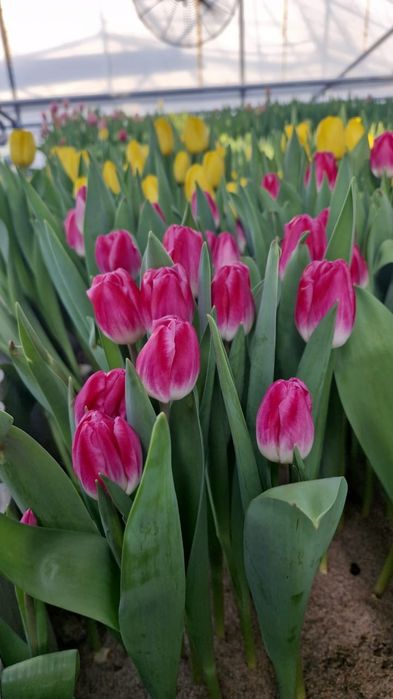 Тюльпаны оптом и в розницу