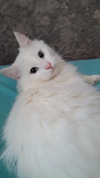 Кот Турецкого Ангора
