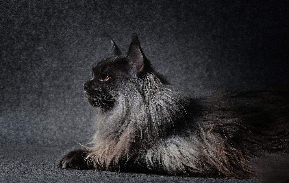 "ЧЁРНЫЙ БРИЛЛИАНТ" - Мейн Кун котята