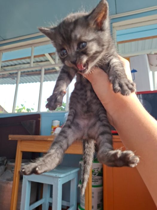 Продам маленьких котят