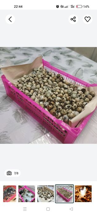 Инкубатор на 250перепелиных (100кур яиц)