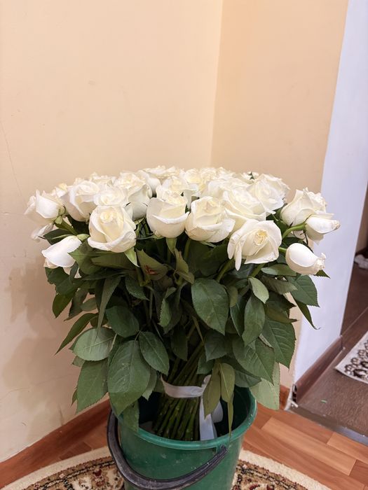 Белые свежие розы 51шт