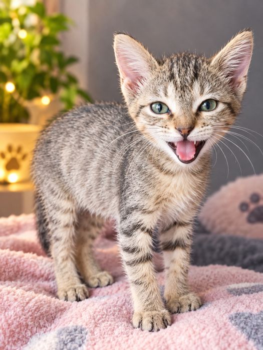 Котенок мальчик 1.5 мес в добрые руки