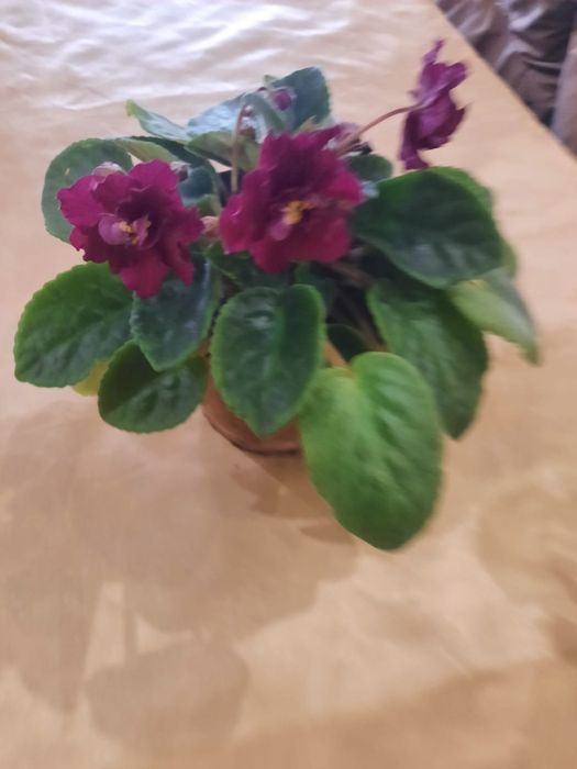 Комнатные цветы .