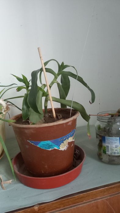 Золотой ус лечебный