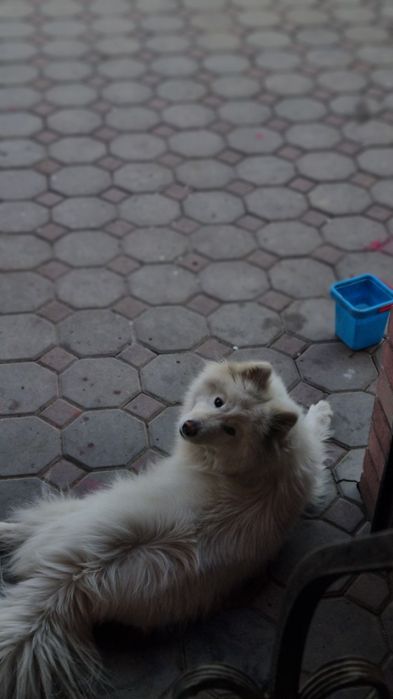 Самоед 1 годик !