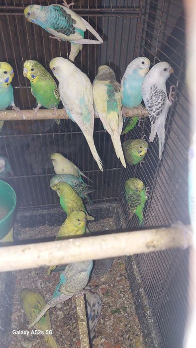 Perusi.Nimfe.Micul Alexandru.