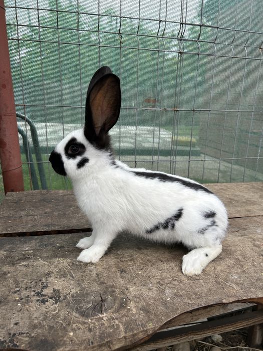 Fluture german alb negru