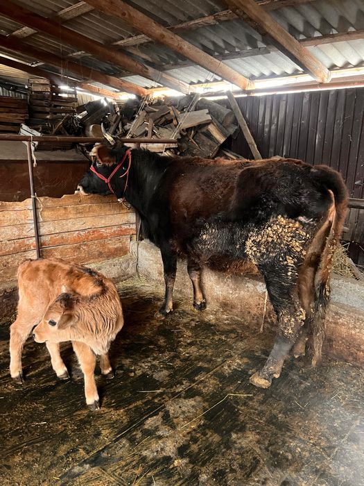 Продам коров с телятами.