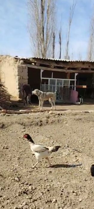 Продаётся АЛАБАЙ