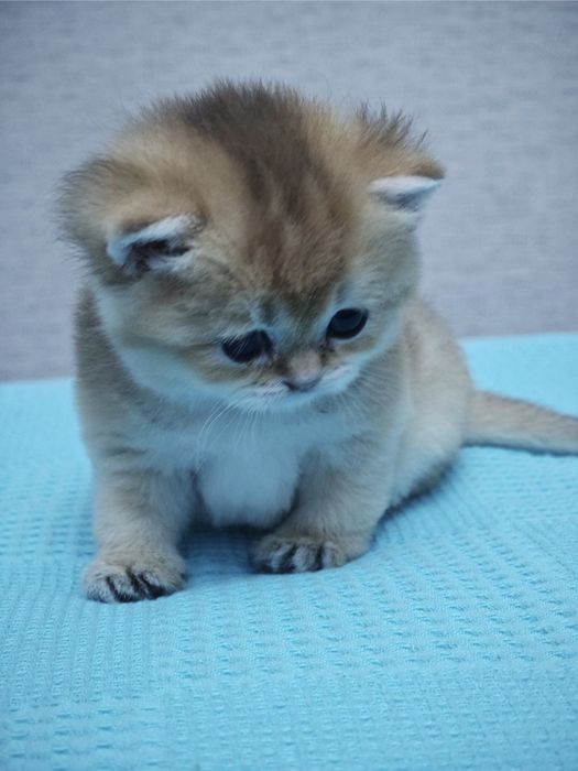 Британская золотая шиншилла девочка