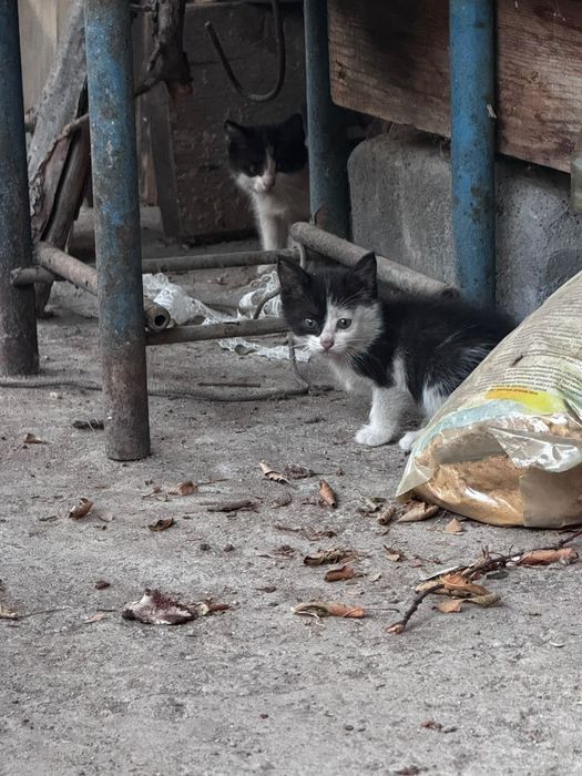 Отдам котят в добрые руки