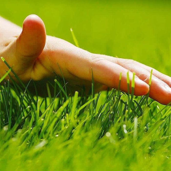 Газон gazon готовый газон tayyor gazon