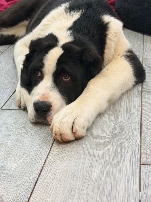 Щенок САО с паспортом