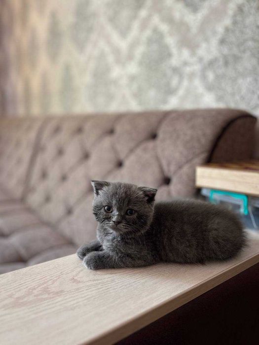 Mushukcha (British Shorthair)