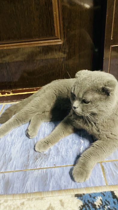 Mushuklar sotilad skotch