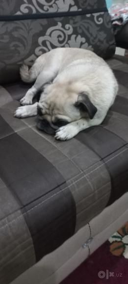 Yoqimtoy domboq pet