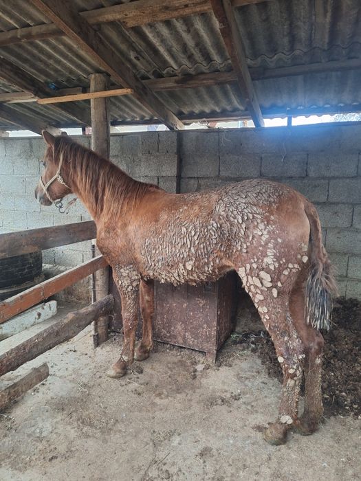 Ургашы тай  байтал