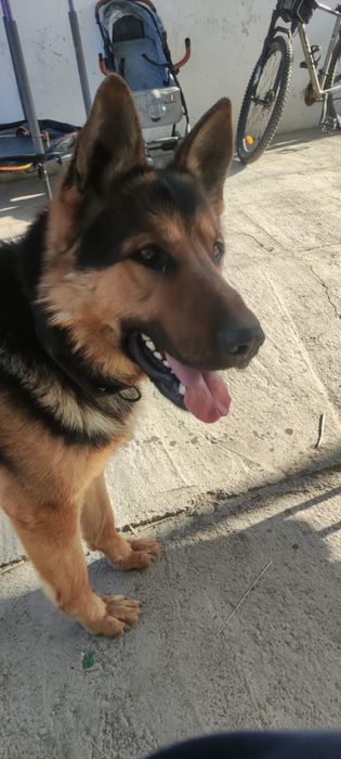 Кабель ищет сучку