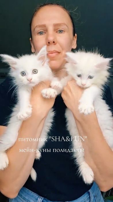 Мейн-куны, белые и рыжие. С документами.