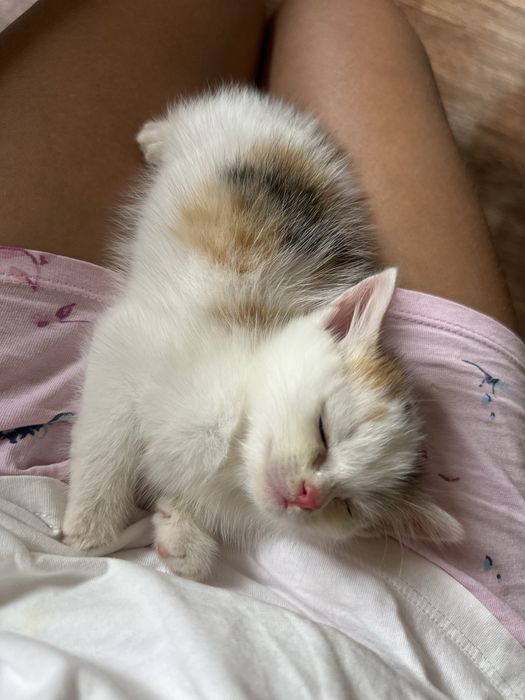 Отдам котят в хорошие руки