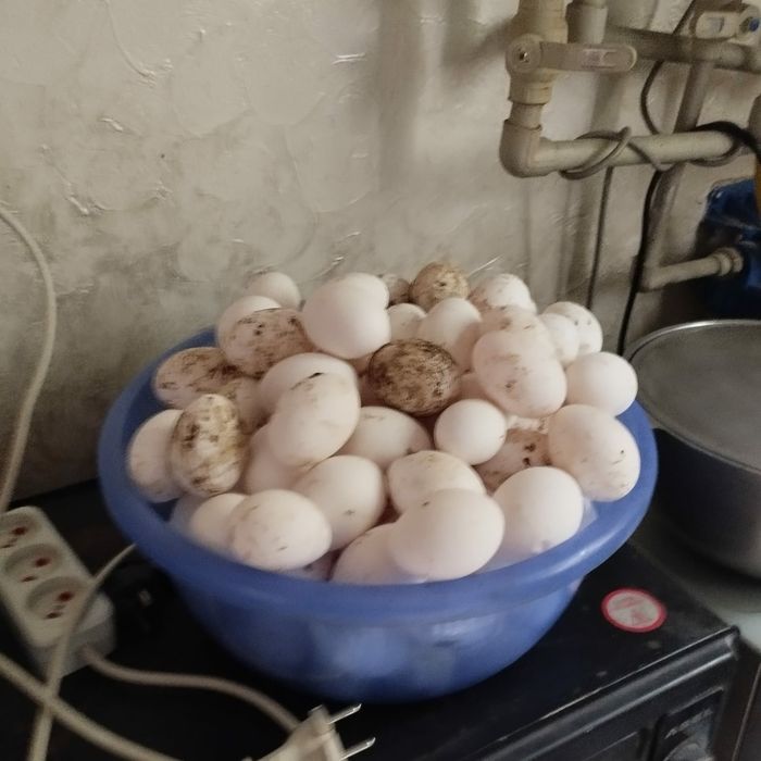 куры несушки курица