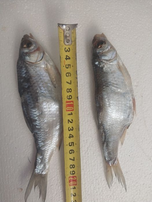 Вобла Лещ судачек