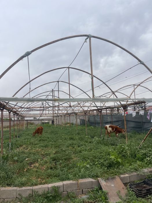 Ferma, Dalla, Dacha 70 sotih