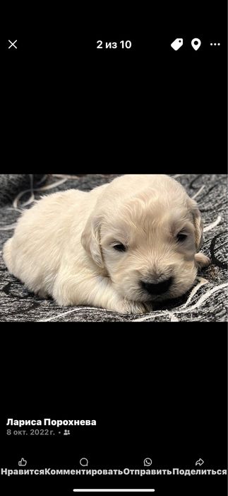 Золотистый ретривер