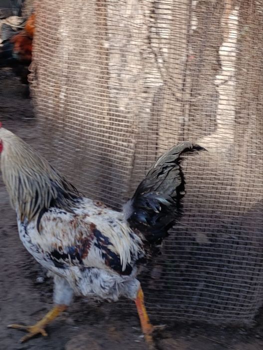 Продаются молодые петушки